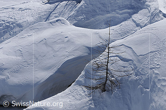 Foto: Junge Lärche in einer Schneeverwehung.