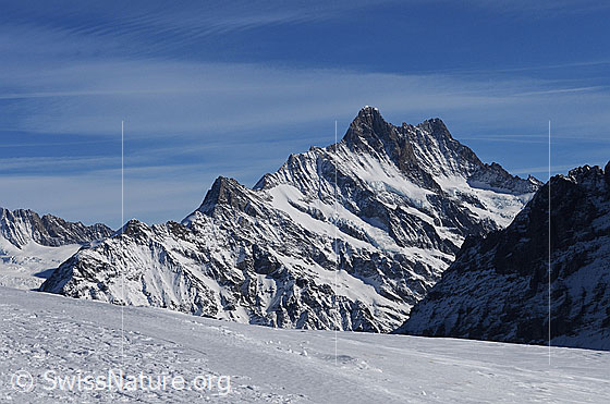 Foto: Blick auf das Schreckhornmassiv. 
Gipfel: Mättenberg - Ankenbälli - Gwächta - Klein Schreckhorn - Nässihorn - Schreckhorn - Lauteraarhorn.
Gletscher: Nässigletscher (Rechts vom Klein Schreckhorn) - Schreckfirn (in der Fallinie des Lauteraarhorn-Gipfels)