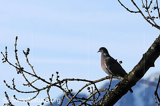 Foto: Ringeltaube (Columba palumbus) auf Ast sitzend.
Lat.: Columba palumbus
Ordnung: Columbiformes (Taubenvögel)
Familie: Columbidae (Tauben)
Gattung: Columba (Feldtauben)