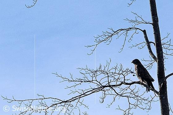 Foto: Raubvogel auf Ast sitzend
Mäusebussard
Lat.: Buteo buteo
Familie: Greifvögel