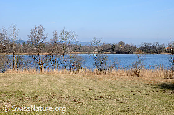 Foto: Riedlandschaft am Amsoldingersee. Das Ufer ist mit Bäumen und einem Schilfgürtel bewachsen.