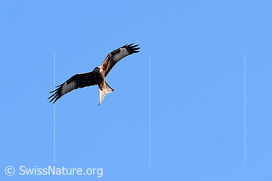 Foto: Rotmilan (Milvus milvus) auf Nahrungssuche mit weit ausgebreiteten Flügeln am Himmel kreisend.
Lat.: Milvus milvus
Familie: Accipitridae (Habichtartige)
Gattung: Milvus (Milane)