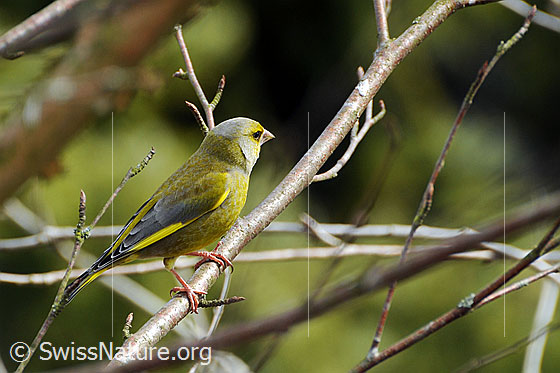 Photo: European Greenfinch (Chloris chloris). Male.