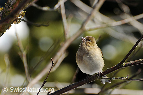 Foto: Buchfink (Fringilla coelebs). Weibchen.
Lat.: Fringilla coelebs
Ordnung: Passeriformes (Sperlingsvögel)
Unterordnung: Passeri (Singvögel)
Familie: Fringillidae (Finken)
Unterfamilie: Fringillinae
Gattung: Fringilla (Edelfinken)