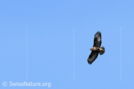 Foto: Raubvogel im Flug
Lat.: Buteo buteo
Ordnung: Accipitriformes (Greifvögel)
Familie: Accipitridae (Habichtartige)
Unterfamilie: Buteoninae (Bussardartige)
Gattung: Buteo (Bussarde)