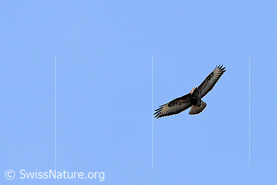 Foto: Mäusebussard (Buteo buteo). Im Flug.
Lat.: Buteo buteo
Ordnung: Accipitriformes (Greifvögel)
Familie: Accipitridae (Habichtartige)
Unterfamilie: Buteoninae (Bussardartige)
Gattung: Buteo (Bussarde)