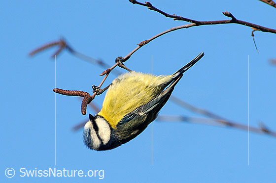 Foto: Blaumeise (Cyanistes caeruleus) auf Nahrungssuche kopfüber an dünnem Zweig einer Birke hängend.