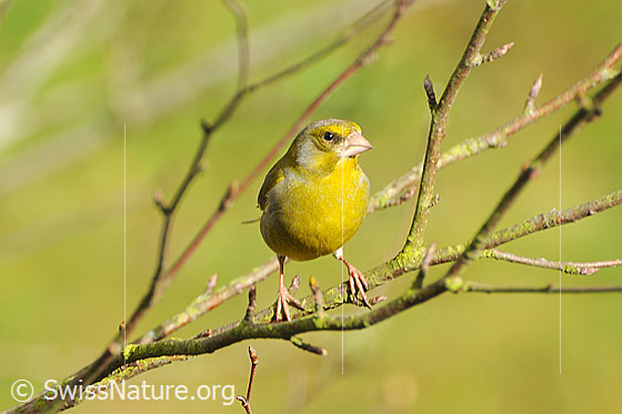 Foto: Grünling (Chloris chloris) auf Zweig sitzend (Männchen).
