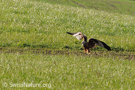 Foto: Rotmilan (Milvus milvus) bei der Landung auf einem Feld.
Lat.: Milvus milvus
Familie: Accipitridae (Habichtartige)
Gattung: Milvus (Milane)
