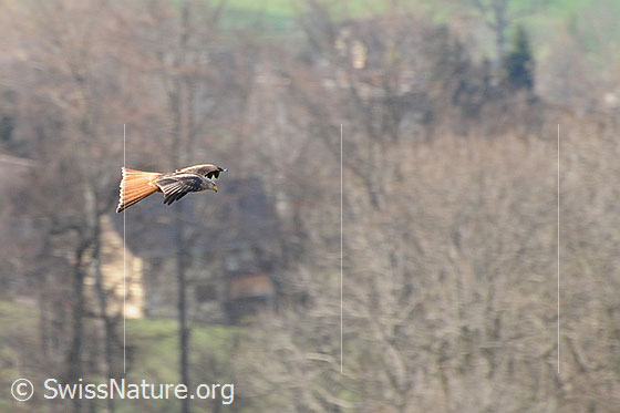 Foto: Rotmilan (Milvus milvus) beim Überfliegen seines Jagdreviers.
Lat.: Milvus milvus
Familie: Accipitridae (Habichtartige)
Gattung: Milvus (Milane)