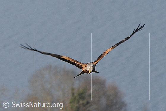 Foto: Rotmilan (Milvus milvus) im Gleitflug mit scharfem Blick nach unten.
Lat.: Milvus milvus
Familie: Accipitridae (Habichtartige)
Gattung: Milvus (Milane)