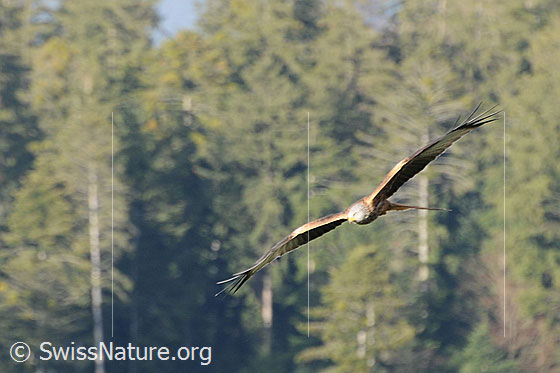 Foto: Rotmilan im Gleitflug. Rotmilan segelt mit weit ausgebreiteten Schwingen über sein Revier.
Lat.: Milvus milvus
Familie: Accipitridae (Habichtartige)
Gattung: Milvus (Milane)