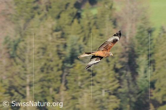 Foto: Rotmilan (Milvus milvus) auf der Jagd. Seine Flügel sind weit ausgebreitet und zeigen die schöne Zeichnung des Gefieders.
Lat.: Milvus milvus
Familie: Accipitridae (Habichtartige)
Gattung: Milvus (Milane)