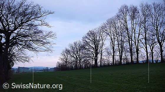 Foto: Silhouette einer Baumreihe. Die Bäume sind blattlos.