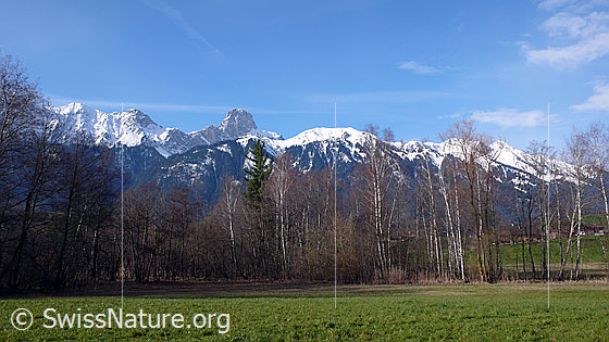 Foto: Auenwald und Stockhorn. Davor eine saftig grüne Grasfläche. Die Berge sind noch schneebedeckt.