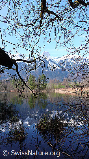 Foto: Blick durch die Äste der Bäume am Ufer des Amsoldingersees auf die Spiegelung im stillen Wasser und das verschneite Stockhorn.