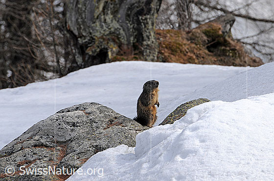 Foto: Murmeltier im Schnee. Aufmerksames Murmeltier auf den Hinterbeinen auf einem Felsblock stehend. Die Umgebung ist noch schneebedeckt.
Lat.: Marmota marmota