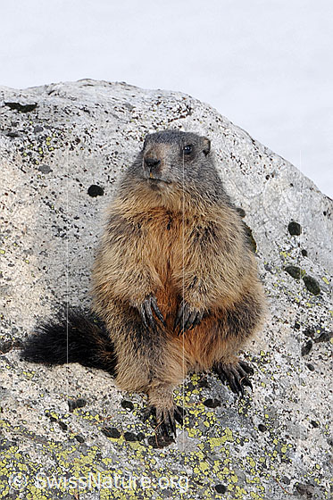 Foto: Murmeltier auf den Hinterbeinen stehend.
Lat.: Marmota marmota
