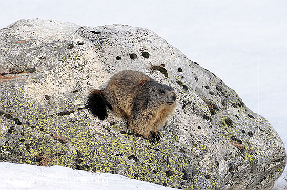 Foto: Murmeltier auf einem Felsblock.
Ordnung: Rodentia (Nagetiere)
Familie: Sciuridae (Hörnchen)
Unterfamilie: Xerinae (Erdhörnchen)
Gattung: Marmota