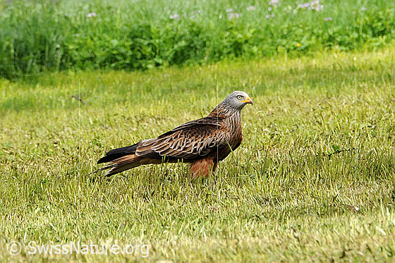 Foto: Greifvogel im Feld (stehend, Ansicht von der Seite).
Rotmilan (Milvus milvus).
Lat.: Milvus milvus
Familie: Accipitridae (Habichtartige)
Gattung: Milvus (Milane)
