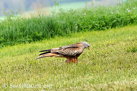 Foto: Raubvogel auf Nahrungssuche auf einer Wiese.
Rotmilan (Milvus milvus), Ansicht von der Seite
Lat.: Milvus milvus
Familie: Accipitridae (Habichtartige)
Gattung: Milvus (Milane)