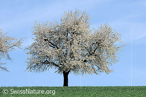 Foto: Blühender Kirschbaum (Prunus avium).
Lat.: Prunus avium
Familie: Rosaceae (Rosengewächse)
Unterfamilie: Spiraeoideae
Gattung: Prunus