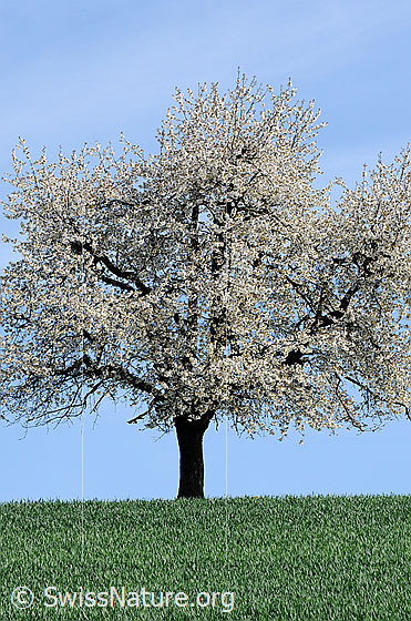 Foto: Blühender Baum (Kirschbaum) auf grüner Wiese.
Lat.: Prunus avium
Familie: Rosaceae (Rosengewächse)
Unterfamilie: Spiraeoideae
Gattung: Prunus