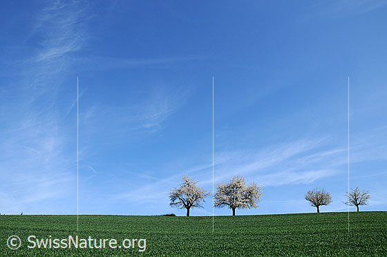 Foto: Blühende Bäume. Die Kirschbäume stehen in einer Reihe auf einer Anhöhe. Im Vordergrund ist Wiesland zu sehen.