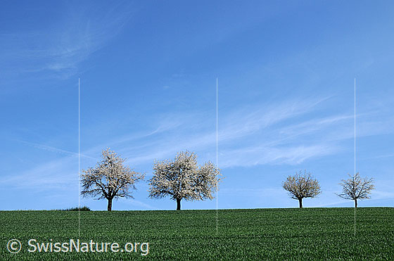 Foto: Blühende Baumreihe. Kirschbäume auf einer Grünfläche. Am blauen Himmel sind Schleierwolken zu sehen.