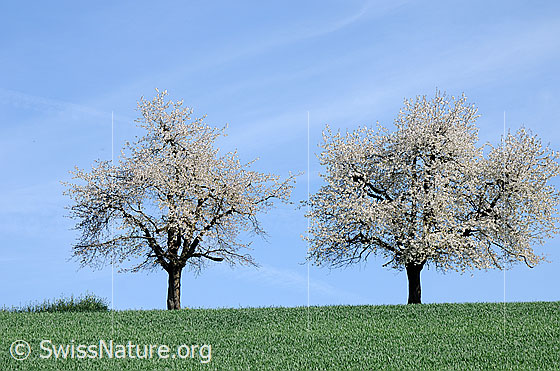 Foto: Zwei blühende Kirschbäume auf grüner Wiese.
Lat.: Prunus avium
Familie: Rosaceae (Rosengewächse)
Unterfamilie: Spiraeoideae
Gattung: Prunus