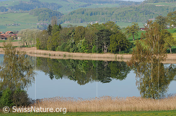 Foto: Blick zwischen Birken hindurch und über einen Schilfgürtel auf die klare Spiegelung im Gerzensee. Das Schilf am Ufer und ein kleiner Wald spiegeln sich im Wasser.