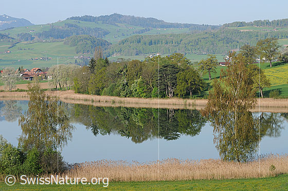 Foto: Klare Spiegelung im See. Der Schilfgürtel am Ufer und ein kleiner Wald spiegeln sich im Gerzensee. Im Hintergrund sind die sanfte Hügellandschaft des Aaretals mit Wäldern und das Streusiedlungsgebiet zu sehen.