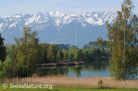 Foto: Schilfgürtel und Spiegelung am Gerzensee. Das Schilf und die Bäume spiegeln sich im See. Im Hintergrund ist die Hohmad (Gantrischkette) zu sehen.