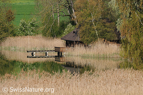 Foto: Idylle am See mit Spiegelung. Von Schilf und Bäumen umgebene kleine Hütte mit Anlegesteg am Gerzensee. Die märchenhafte Stimmung spiegelt sich im ruhigen Wasser.