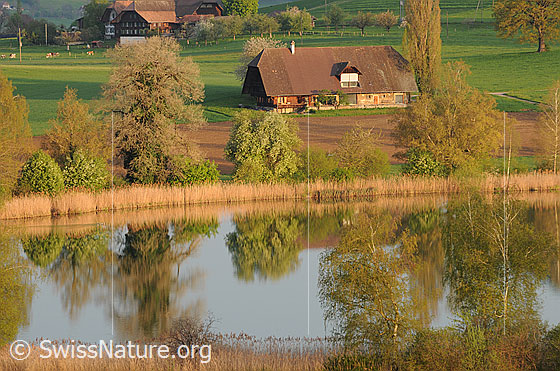 Foto: Seelandschaft und Bauernhöfe im Aaretal. Blick über den Gerzensee mit Spiegelung der Bäume und des Schilfgürtels am Ufer.