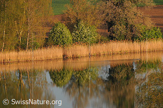 Foto: Spiegelung am Ufer des Gerzensees. Bäume und ein Schilfgürtel säumen das Ufer und spiegeln sich im See.