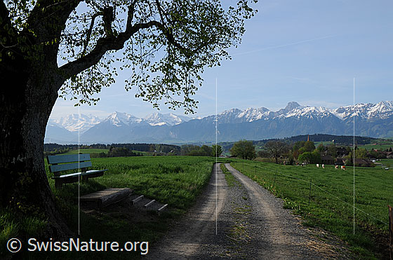 Foto: Aussichtspunkt auf Bergkette mit Niesen und Stockhorn. Unter einem Baum steht eine Ruhebank. Ein Weg führt Richtung Berge durch Kulturland und an weidenden Kühen vorbei.