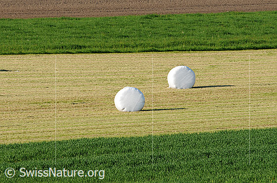 Foto: Ernte. Heuballen auf geerntetem Feld.