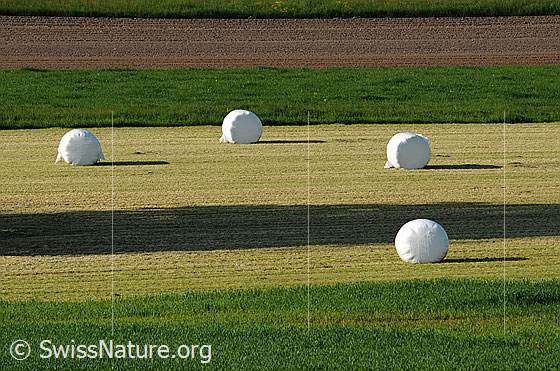 Foto: Heuballen (Siloballen) auf abgeerntetem Acker.