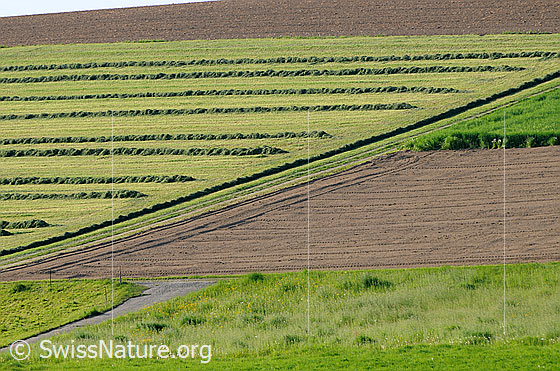 Foto: Das Heu wurde zu Walmen zusammengefügt und liegt zum Einbringen bereit.