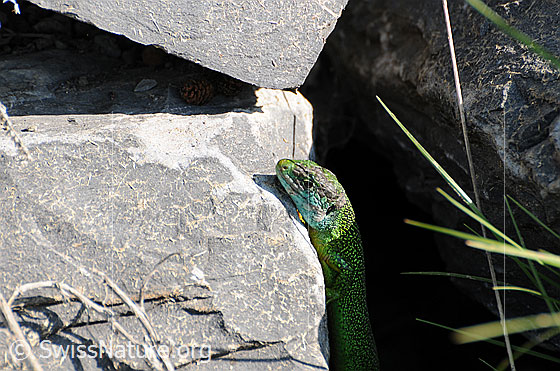 Foto: Smaragdeidechse (Lacerta bilineata) beim Klettern an einem Felsblock.
Lat.: Lacerta bilineata
Familie: Lacertidae (Echte Eidechsen)
Unterfamilie: Lacertinae
Gattung: Lacerta