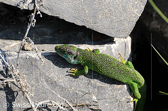 Foto: Smaragdeidechse (Lacerta bilineata) beim Erklimmen eines Felsblocks.
Lat.: Lacerta bilineata
Familie: Lacertidae (Echte Eidechsen)
Unterfamilie: Lacertinae
Gattung: Lacerta