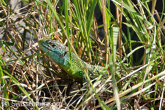 Foto: Smaragdeidechse (Lacerta bilineata) im Gras auf Beute lauernd.
Lat.: Lacerta bilineata
Familie: Lacertidae (Echte Eidechsen)
Unterfamilie: Lacertinae
Gattung: Lacerta