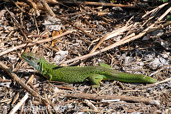 Foto: Smaragdeidechse (Lacerta bilineata) auf Nahrungssuche.
Lat.: Lacerta bilineata
Familie: Lacertidae (Echte Eidechsen)
Unterfamilie: Lacertinae
Gattung: Lacerta