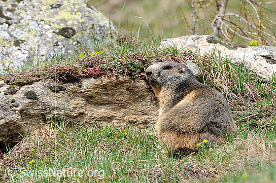 Foto: Murmeltier gut getarnt in Umgebung mit Fels und Gras.
Ordnung: Rodentia (Nagetiere)
Familie: Sciuridae (Hörnchen)
Unterfamilie: Xerinae (Erdhörnchen)
Gattung: Marmota