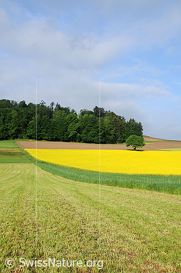 Foto: Kulturland mit leuchtend gelbem Rapsfeld. Am Feldrand steht ein Baum und im Hintergrund ist Wald zu sehen.