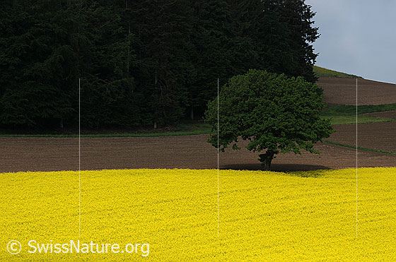 Foto: Baum zwischen Acker und blühendem Rapsfeld.