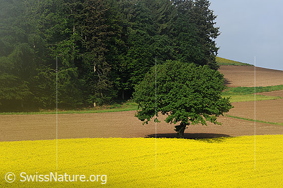 Foto: Baum am Feldrand eines blühenden Rapsfeldes mit Acker und Wald im Hintergrund.