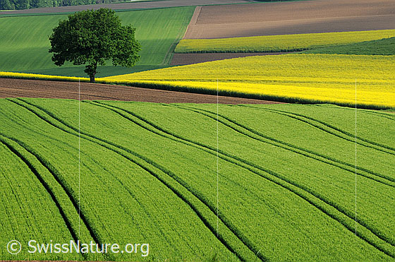 Foto: Kulturland mit Baum am Feldrand, blühenden Rapsfeldern, Äckern und Grünflächen. Das Getreidefeld im Vordergrund wurde auf leichten Bodenwellen angebaut. Im Feld sind Spuren einer Maschine zu sehen. Formen und Linien im Kulturland haben durchaus ihren Reiz.