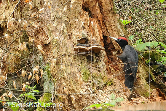 Foto: Schwarzspecht (Dryocopus martius) auf Nahrungssuche an einem Baumstrunk.
Lat.: Dryocopus martius
Ordnung: Piciformes (Spechtvögel)
Familie: Picidae (Spechte)
Unterfamilie: Picinae (Echte Spechte)
Gattung: Dendrocopos (Buntspechte)